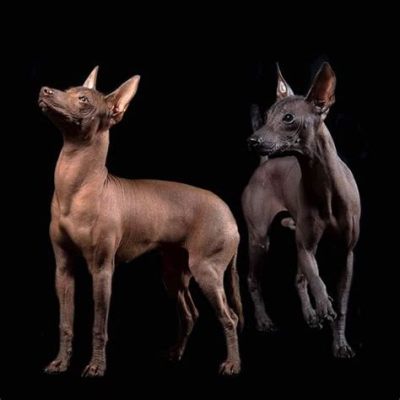  El Xoloitzcuintli : บอกเล่าตำนานสุนัขพันธุ์พิเศษจากโคลอมเบียในศตวรรษที่ 10 !