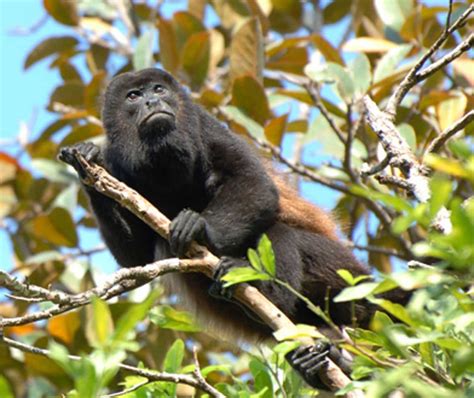  “The Howling Monkey” - A Whimsical Tale of Talking Animals and Ancient Wisdom From Mexico’s Second Century!